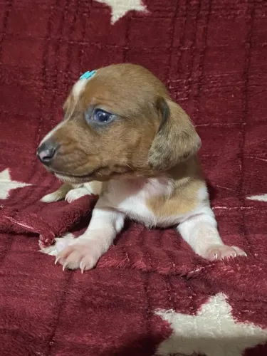 Machinho dachshund 