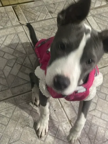 Doação de filhote de Pitbull