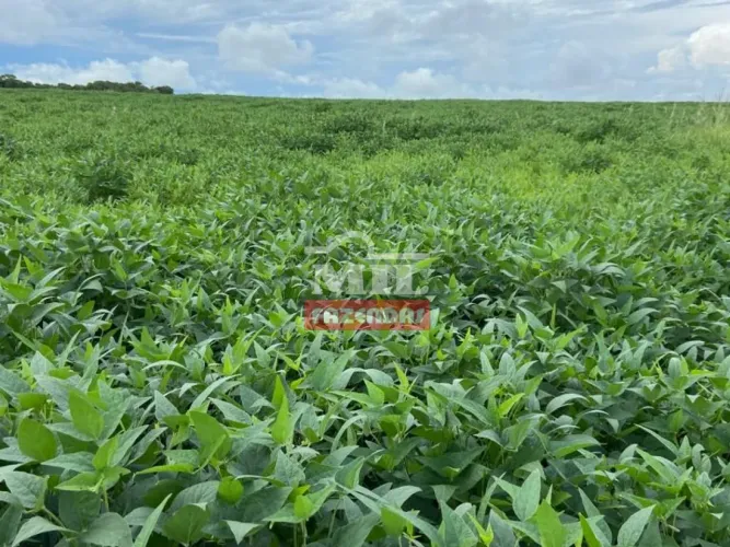 Fazenda em Montes Claros de Goiás 219 Alq. (1.060 há)
