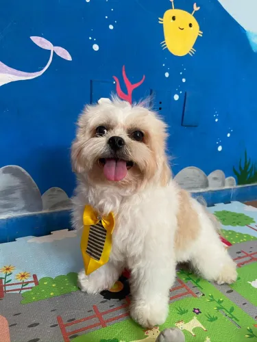 Uma parceira para o Max. 