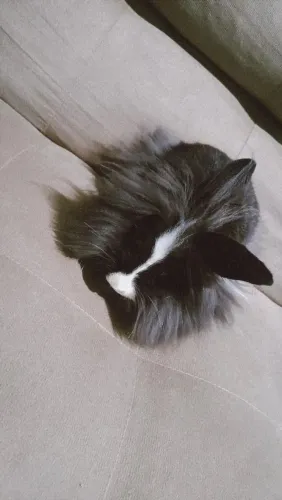 Coelho Mini Lion