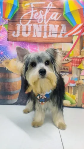 Filhote de yorkshire machinho com 7 meses 3 doses da vacina importada e carteirinha 