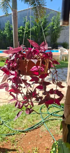 Lambari roxo(Tradescantia zebrina)