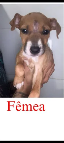 Adoção Responsável