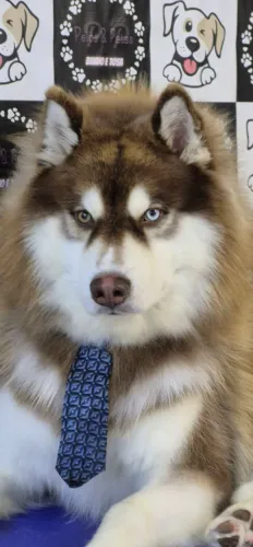 Filhote fêmea husky wooly