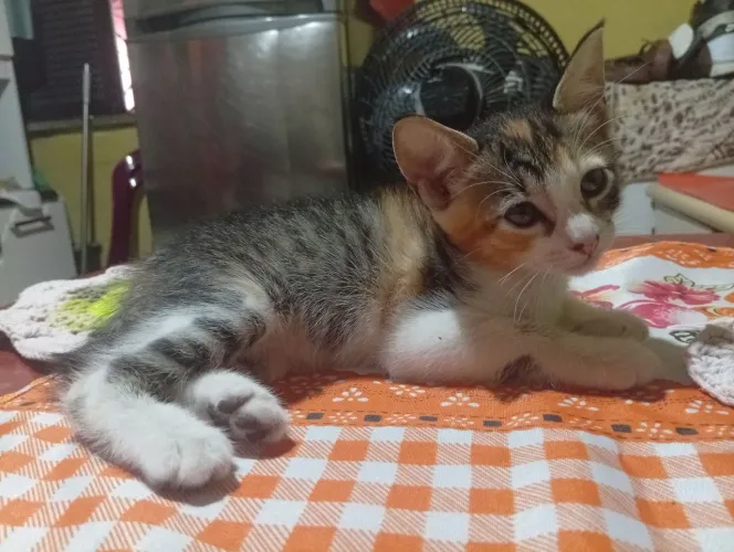 Doação dessa linda gatinha 