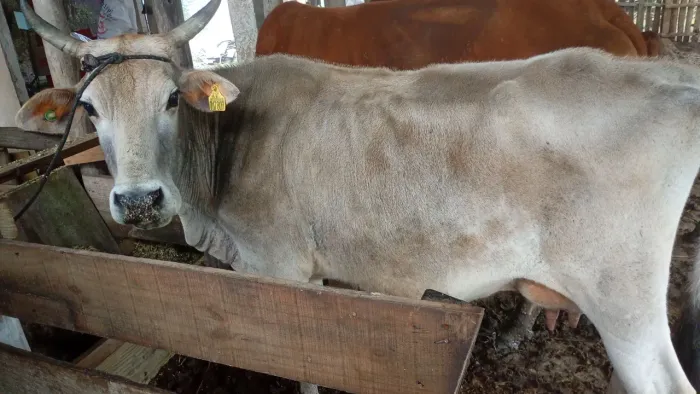 Vende se vaca de leite 