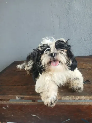 Shihtzu fêmea linda
