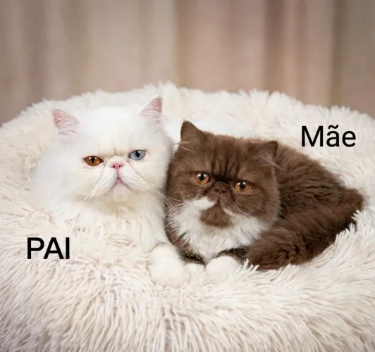 GATO PERSA FILHOTE MACHO ( excelente genética )