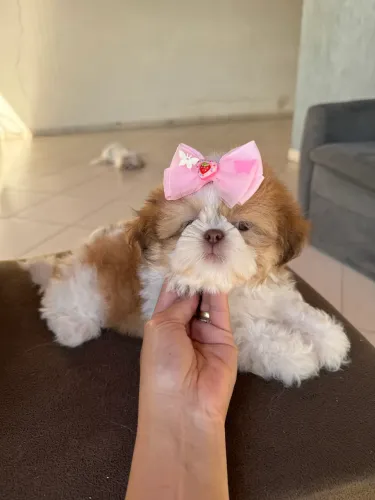 Shih Tzu Fêmea PRONTA ENTREGA