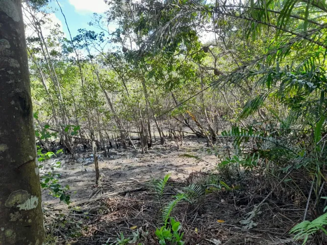 Fazenda .. vendendo 13.500 hectares