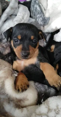 Pinscher perfeito pra você macho amigo fiel