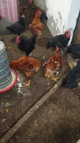 Frangos caipira pra vender 