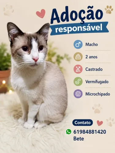 Adoção de gato