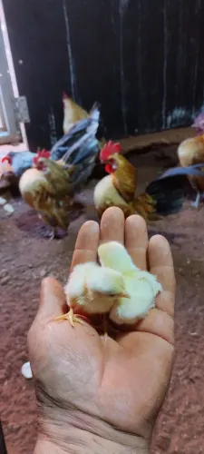 Pintinho,ovos e galos serama