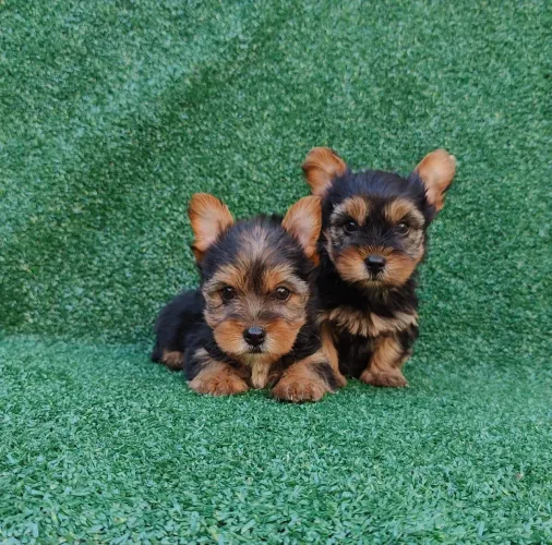 Dois filhotes de Yorkshire Terrier