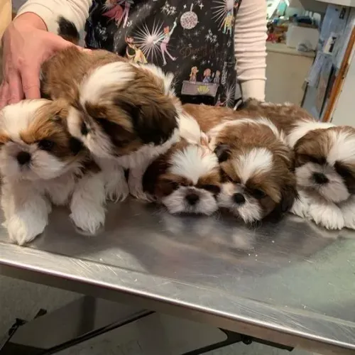 Filhotes Shih Tzu a família do amor 