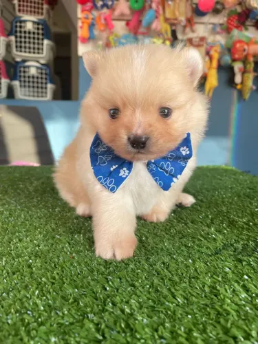 Spitz Alemão Macho disponíveis para reservar