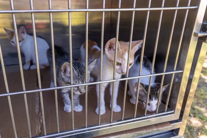 DOAÇÃO GATO FILHOTE