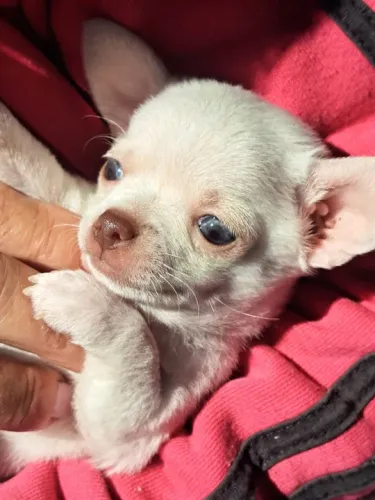Chihuahua Macho Miniatura White: O Filhote Perfeito Para Seu Lar!