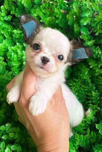 Chihuahua micro. Pequenino no tamanho e enorme no amor! Parcelo no cartão 