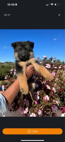 Pastor alemão filhote / cabeça de touro 