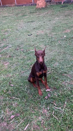 FILHOTES DE DOBERMAN