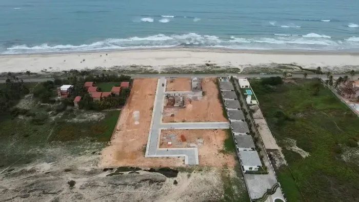 Lotes em flecheiras-trairi na beira da praia