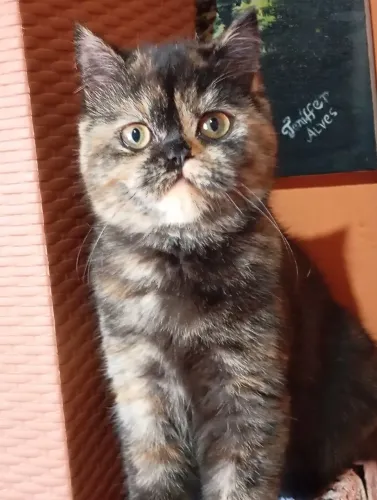 Gata persa exótica shorthair 