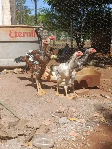 Frangos indio gigante 