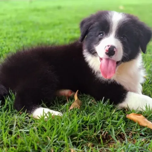 ?Esse Border Collie já nasceu pronto pra te conquistar.? ?