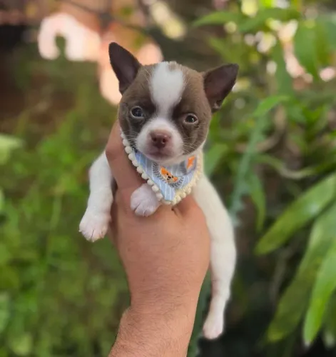 Chihuahua. Filhote super pequeno 