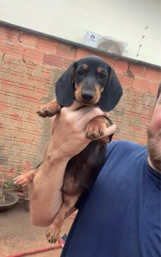 Filhote Dachshund Teckel Cofap salsicha Pedigree CBKC