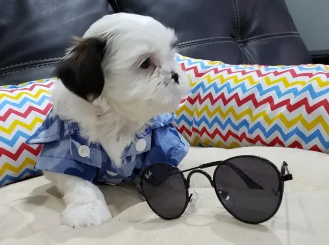 Lhasa Apso Mini Macho Compacto e Muito Fofo