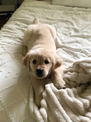 Filhote Golden Retriever, Quem resiste a esses olhinhos brilhantes?