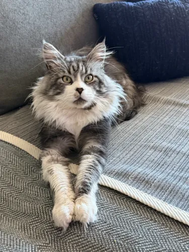Ninhada de Maine Coon disponível
