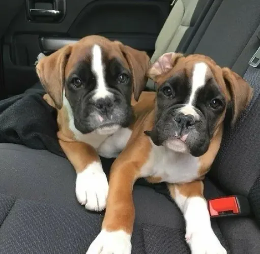 Boxer Filhotes