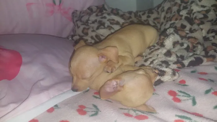 Pinscher 01 2 meses