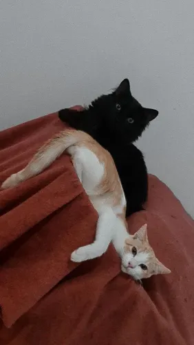 Gato