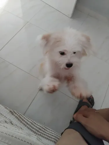 Shitzu com lulu