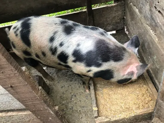 Porco saudável macho