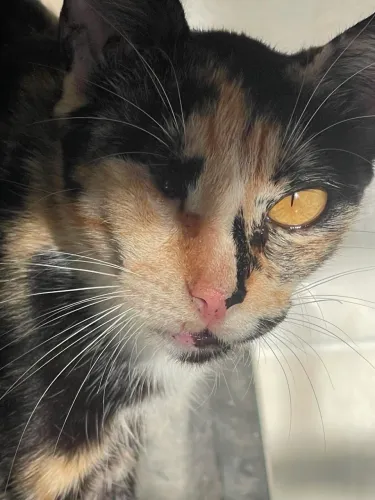 Gata para adoção