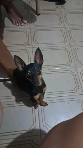 Procuro namorada pra lupy 