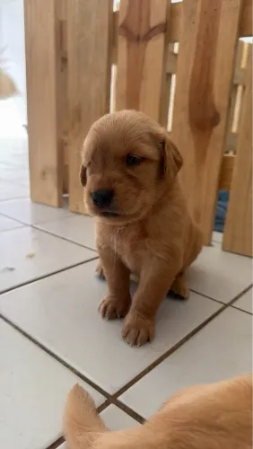 Golden retriever 