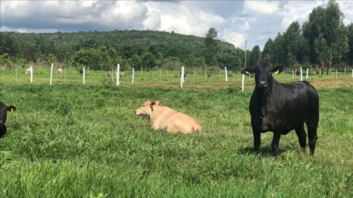 Gleba de terras - CHAPADA DA VEREDA GRANDE , Zona Rural, SN, Uruçui, PI - Uruçuí/PI