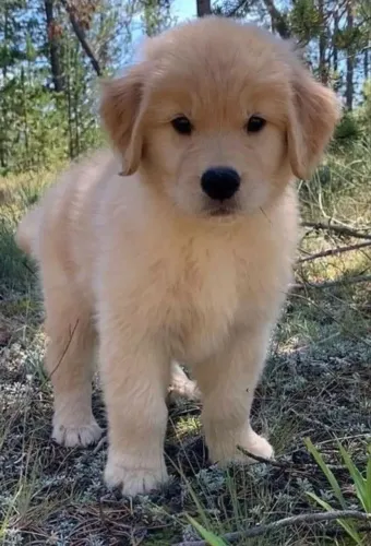 Golden Retriever filhote disponível