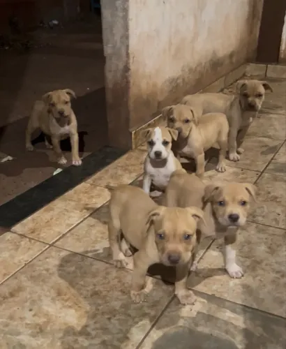 Filhote de pitbull