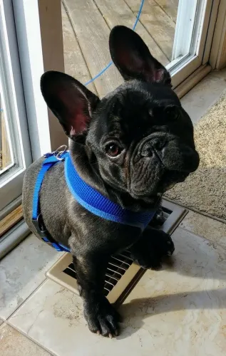 Bulldogue Francês - Companhia Para Dias Melhores