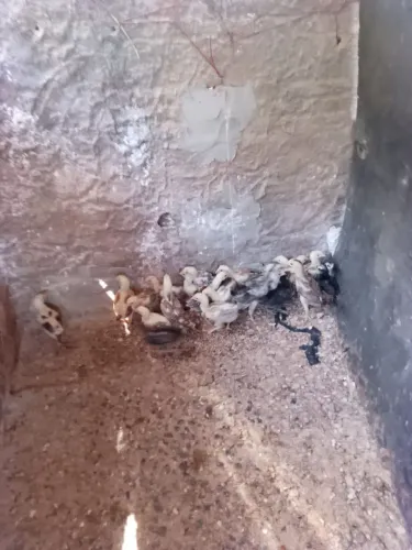 Pintinhos caipira