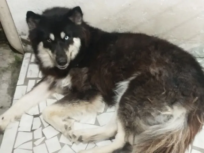 Cachorra